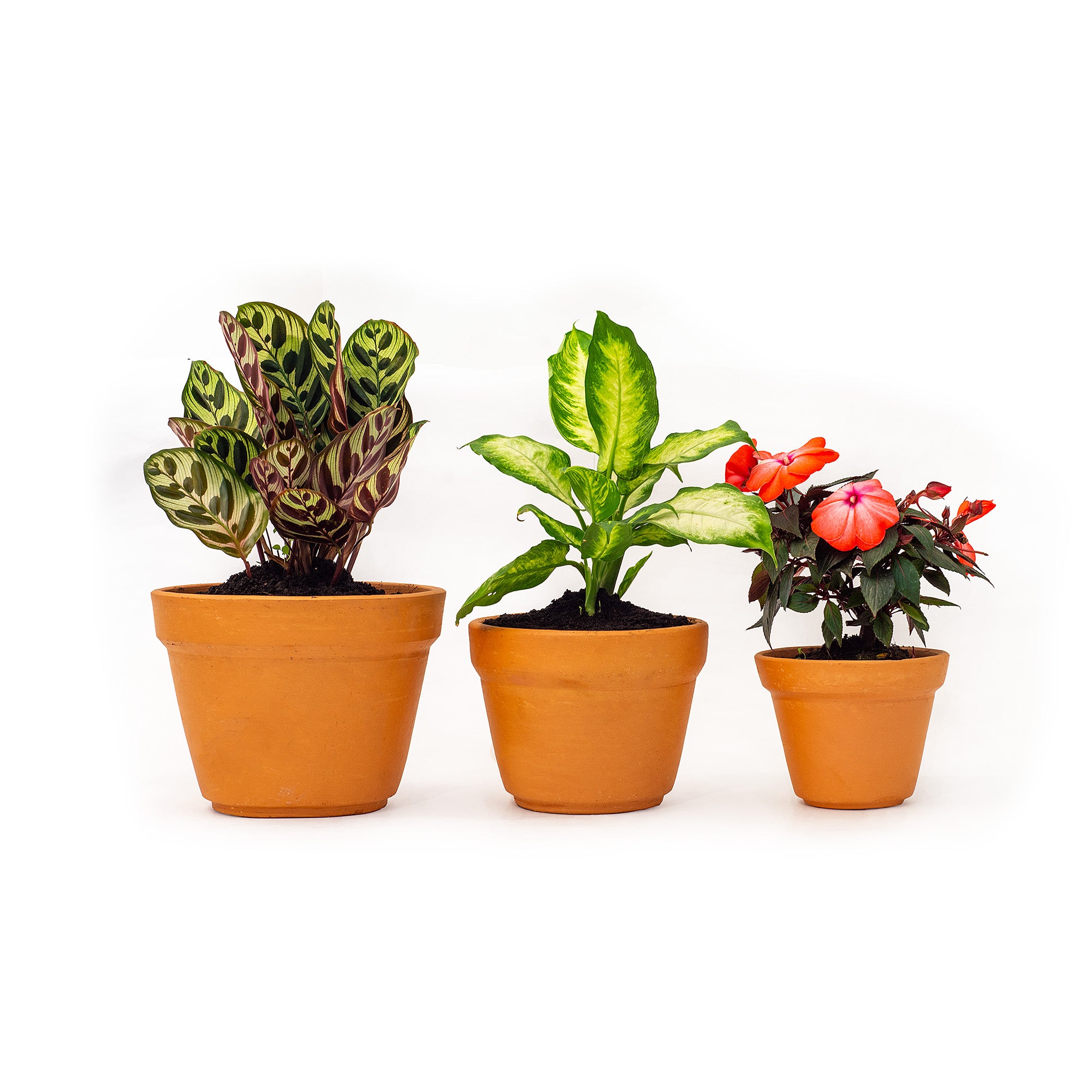 terracotta house plant pots Hand Made Set of 3 Terracotta Plant Pots